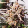 Насіння конопель Auto Colorado Cookies® NEW! від Dutch Passion